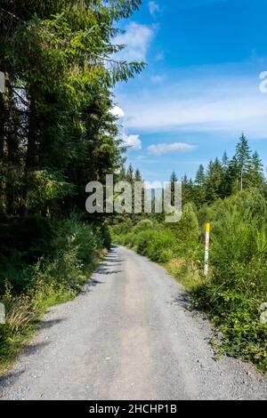 Sentiero della strada in ghiaia della foresta di montagna, attraverso il Queen Elizabeth Forest Park, Aberfoyle, Scozia Foto Stock