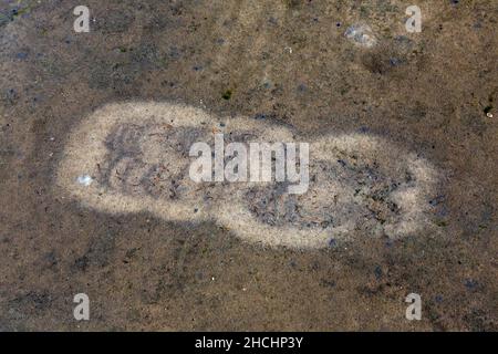 Tracce di gabbiani in acque poco profonde su mudflat da pedalò fino a vorticare piccoli animali che si trovano nel fango come molluschi, lumache, anfibi e vermi Foto Stock