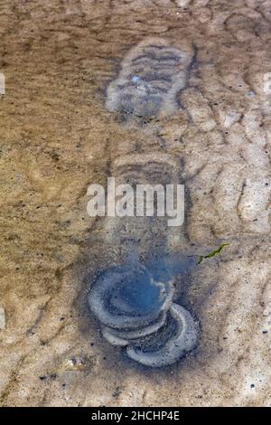 Tracce di gabbiani in acque poco profonde su mudflat da pedalò fino a vorticare piccoli animali che si trovano nel fango come molluschi, lumache, anfibi e vermi Foto Stock