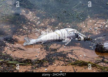 Pesci morti sulla riva di un lago d'acqua dolce Foto Stock