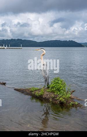 Great Blue Heron si trova sul lago Guntersville in Alabama Foto Stock