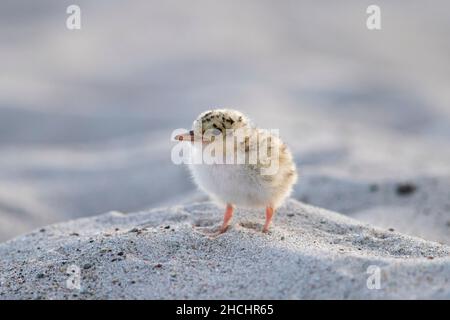 Carina piccola terna (Sternula albifrons / Sterna albifrons) pulcino sulla spiaggia di sabbia in primavera Foto Stock