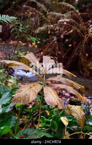 Rodgersia, foglie autunnali, fogliame, ombra, ombreggiato, foglia gialla, foglie, colore dorato, foglie gialle, foglie di ingiallimento, fogliame autunnale, foglie autunnali, fal Foto Stock