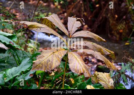 Rodgersia, foglie autunnali, fogliame, ombra, ombreggiato, foglia gialla, foglie, colore dorato, foglie gialle, foglie di ingiallimento, fogliame autunnale, foglie autunnali, fal Foto Stock