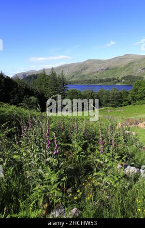 Vista estiva sul Thirlmere Reservoir, Allerdale; Lake District National Park, Cumbria, Inghilterra, Regno Unito Foto Stock