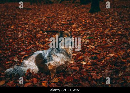 Longhaired Dachshund nella foresta Foto Stock