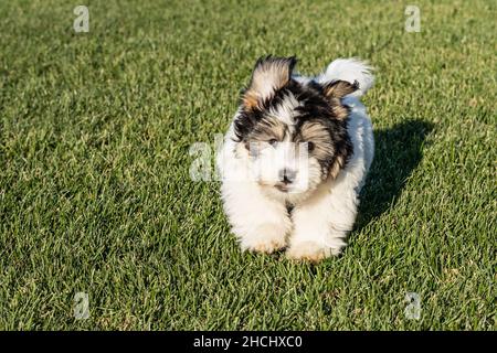 Buon cucciolo Havanese con orecchie floppy che corrono su erba verde. Foto Stock
