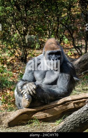 Scatto verticale di un gorilla che si agghiacciano e si siedono nella foresta durante una giornata di sole Foto Stock