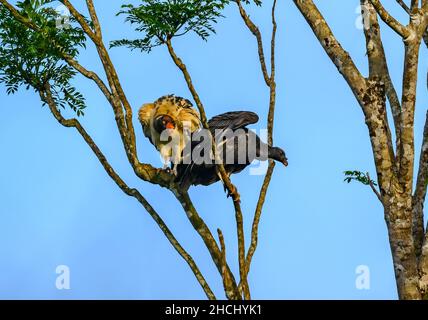 Un adulto e un giovane re avvoltoi (Sarcoramphus papa) arroccato su un albero. Costa Rica, America Centrale. Foto Stock