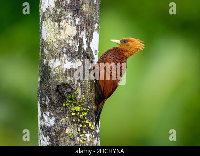 Un picchio femmina di colore castano (Celeus castaneus) foraging su un tronco d'albero. Costa Rica, America Centrale. Foto Stock