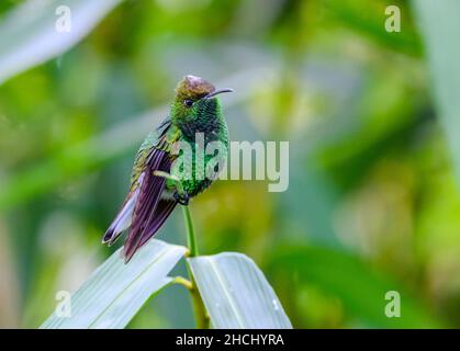 Un colibrì maschio a testa di copo (Microcrea cupreiceps) arroccato su un ramo. Costa Rica, America Centrale. Foto Stock