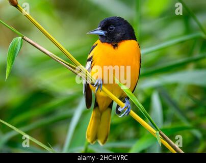 Un maschio Baltimore Oriole (Icterus galbula) arroccato su un bambù. Costa Rica, America Centrale. Foto Stock