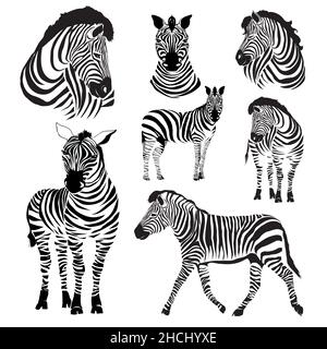 Logo con la testa di una zebra. Illustrazione Vettoriale
