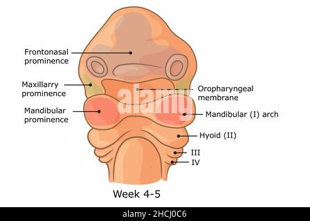 Sviluppo delle strutture esterne del volto umano settimana 4 - 5. Foto Stock