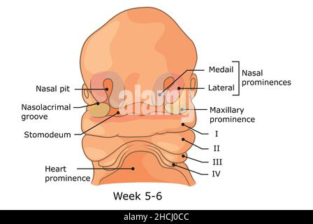 Sviluppo delle strutture esterne del volto umano settimana 5 - 6. Foto Stock