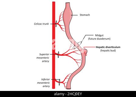 Differenziazione del fegato, germoglio epatico da midgut (parte dell'intestino primario) Foto Stock