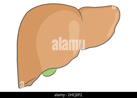 Semplice illustrazione di un fegato dalla vista anteriore Foto Stock