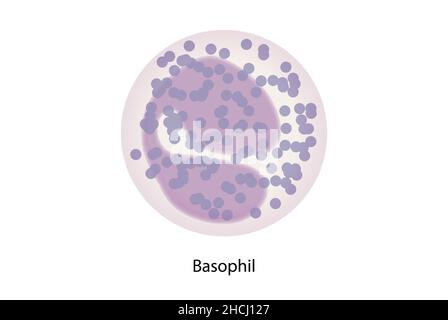 Basofili, globuli bianchi, striscio di sangue, istologia. Foto Stock
