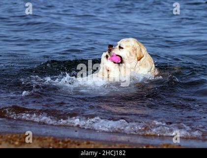 due labrador gialli che giocano in estate alla riva del mare Foto Stock