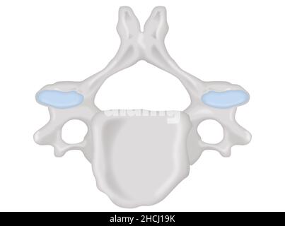 Vista superiore vertebra cervicale, struttura anatomica non etichettata Foto Stock