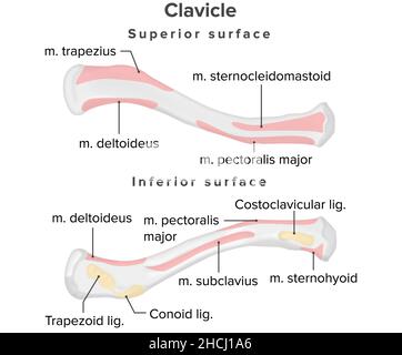 Clavicola, attacchi muscolari, anatomia umana, superficie superiore Foto Stock