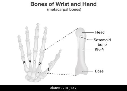 Clavicola, attacchi muscolari, anatomia umana, superficie superiore Foto Stock