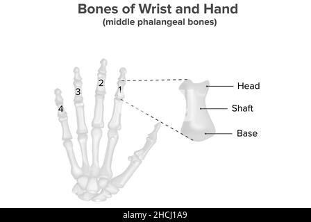 Ossa del polso e della mano, ossa falangee centrali, anatomia Foto Stock