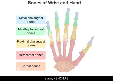 Ossa del polso e della mano, falangi, anatomia Foto Stock