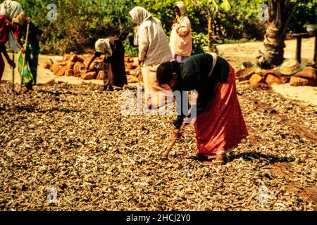 Impresa commerciale a basso impatto, produzione di farina di pesce, mostrando essiccazione di pesce, a Goa, india Foto Stock