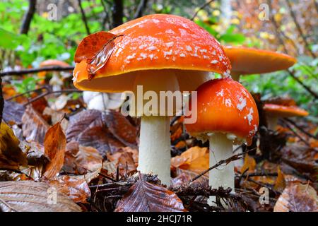 Coppia di muscaria Amanita ben sviluppata o Fly agaric funghi in primo piano, e alcuni di loro in background, macchie bianche per lo più lavate via dal Foto Stock