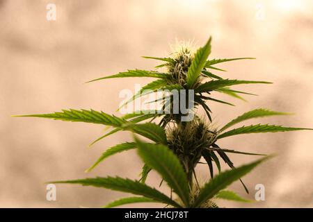 Primo piano di una pianta di cannabis marijuana in fase di fioritura. Foto di alta qualità Foto Stock