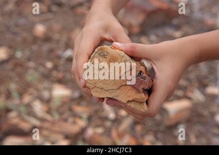 Mani che tengono un pezzo di legno fossilizzato. Legno pietrificato eroso da strati di pietra fangosa a Blue Mesa, Petrified Forest National Park, AZ, USA Foto Stock