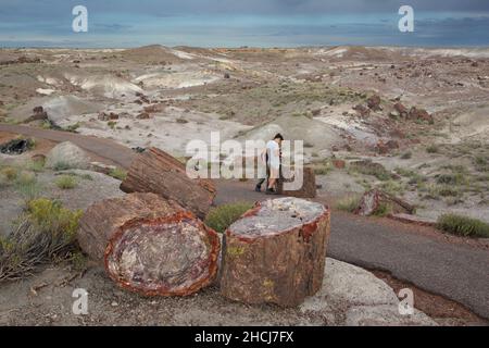 Tronchi di alberi fossili presso la Crystal Forest, Parco Nazionale della Foresta pietrificata nel nord-est dell'Arizona, USA. Foto Stock