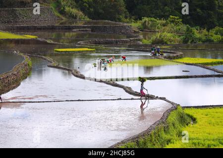 Agricoltori del sud-est asiatico piantano riso in terrazze nella provincia di Kalinga, nelle Filippine Foto Stock