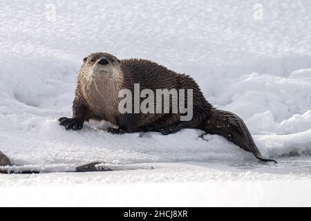 Lontra fluviale nella neve Foto Stock