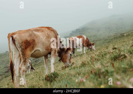 Mucche pascolo su un pascolo, in tempo nebbia, mucca che mangia erba, erbe e fiori su un campo verde, alta transumanza di montagne, paesaggio Foto Stock