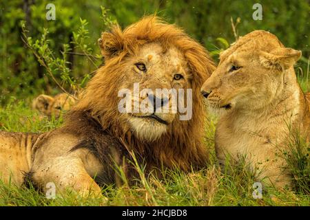 Leone maschio africano maned (Panthera leo) che gioca e nuzzling con i suoi cuccioli Foto Stock
