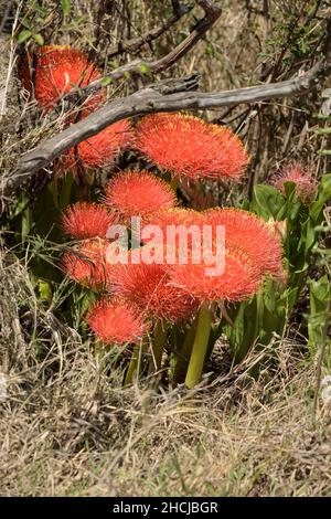 Bella palla di fuoco gigli (Scadoxus multifloras) fioritura Foto Stock