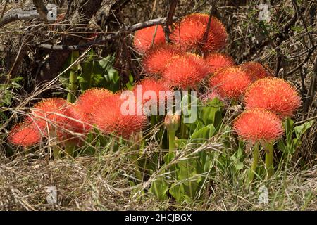 Bella palla di fuoco gigli (Scadoxus multifloras) fioritura Foto Stock