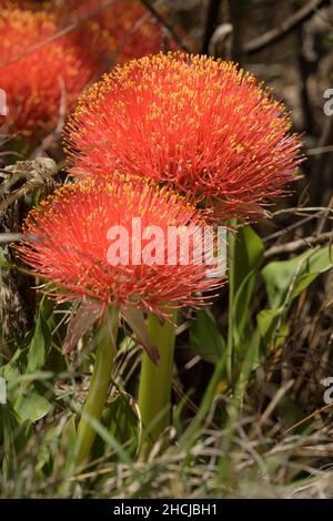 Bella palla di fuoco gigli (Scadoxus multifloras) fioritura Foto Stock