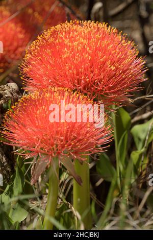 Bella palla di fuoco gigli (Scadoxus multifloras) fioritura Foto Stock