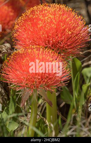 Bella palla di fuoco gigli (Scadoxus multifloras) fioritura Foto Stock