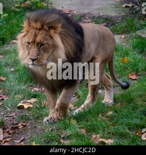 Colpo verticale di un leone maschile nello Zoo di Rotterdam (Diergaarde Blijdorp) nei Paesi Bassi Foto Stock