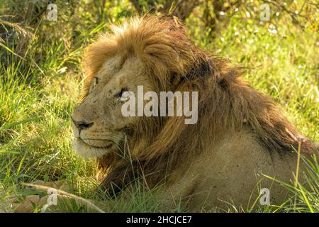 Leone maschio africano maned (Panthera leo) che gioca e nuzzling con i suoi cuccioli Foto Stock