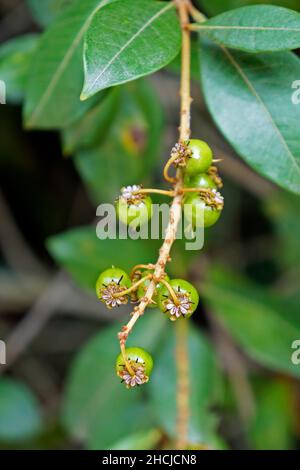 Bacche verdi selvatiche (Byrsonima spicata) Foto Stock