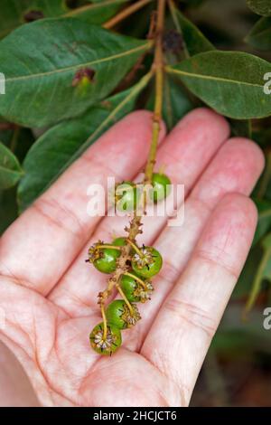Bacche verdi selvatiche (Byrsonima spicata) a portata di mano Foto Stock