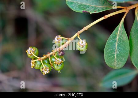 Bacche verdi selvatiche (Byrsonima spicata) Foto Stock