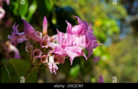 Fiori di vite all'aglio (Mansoos alliacea) Foto Stock