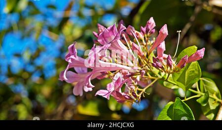 Fiori di vite all'aglio (Mansoos alliacea) Foto Stock