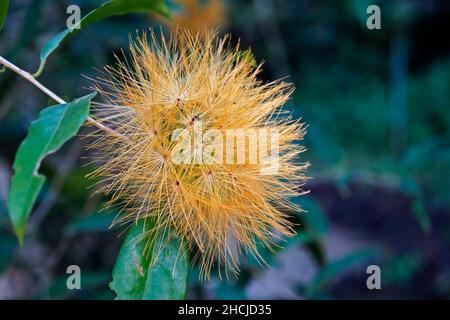 Polvere gialla fiore (Stifftia chrysantha), Rio, Brasile Foto Stock